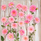 Gerrie Hoek - Dahlia Bulbs (Decorative)