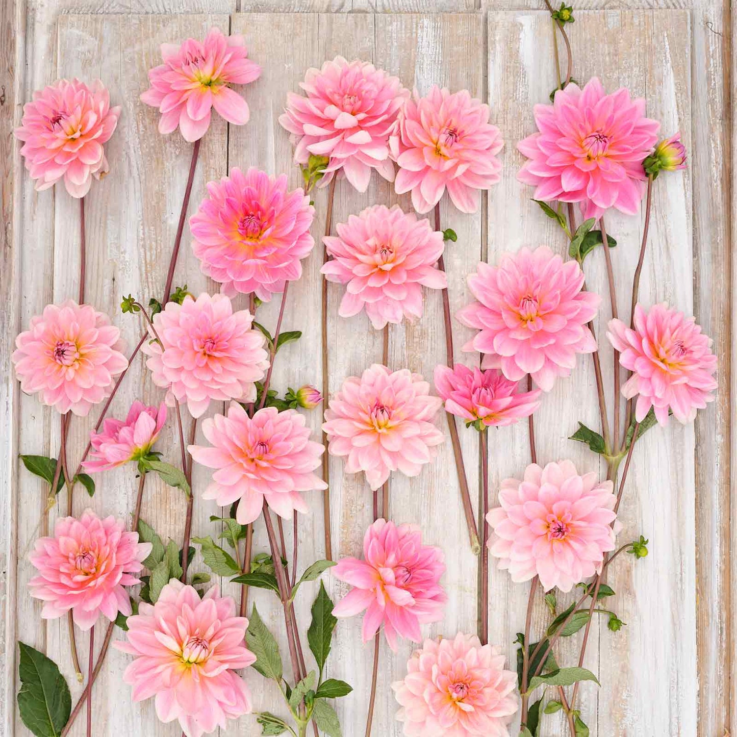 Gerrie Hoek - Dahlia Bulbs (Decorative)