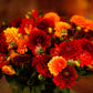 Hot Mix - Dahlia Bulbs (Decorative)