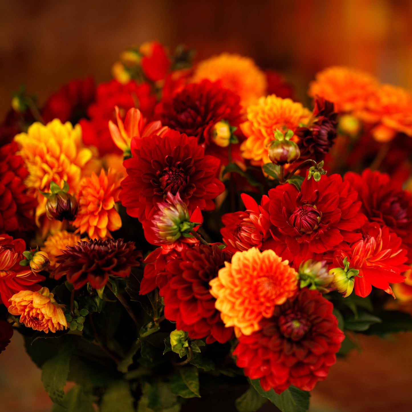 Hot Mix - Dahlia Bulbs (Decorative)