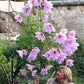 Imperialis - Dahlia Bulbs (Tree)