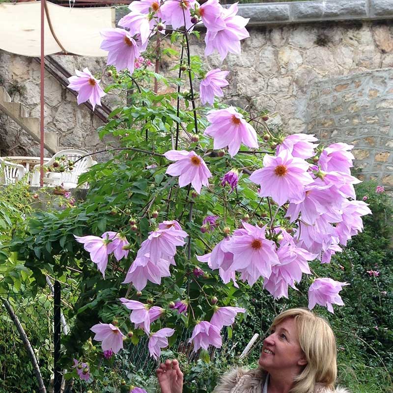 Imperialis - Dahlia Bulbs (Tree)