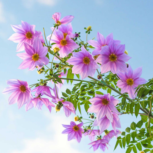 Imperialis - Dahlia Bulbs (Tree)