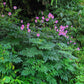 Imperialis - Dahlia Bulbs (Tree)