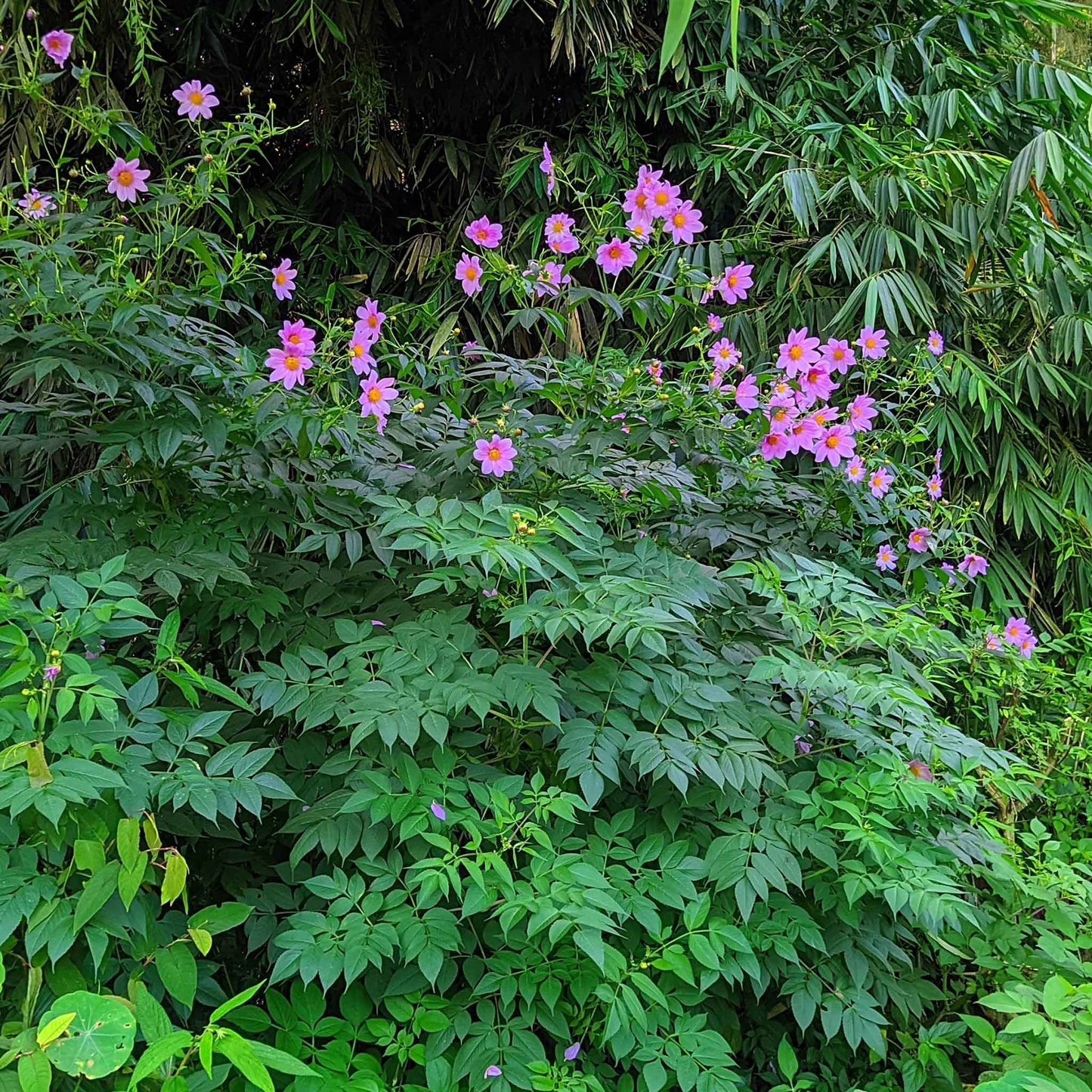Imperialis - Dahlia Bulbs (Tree)