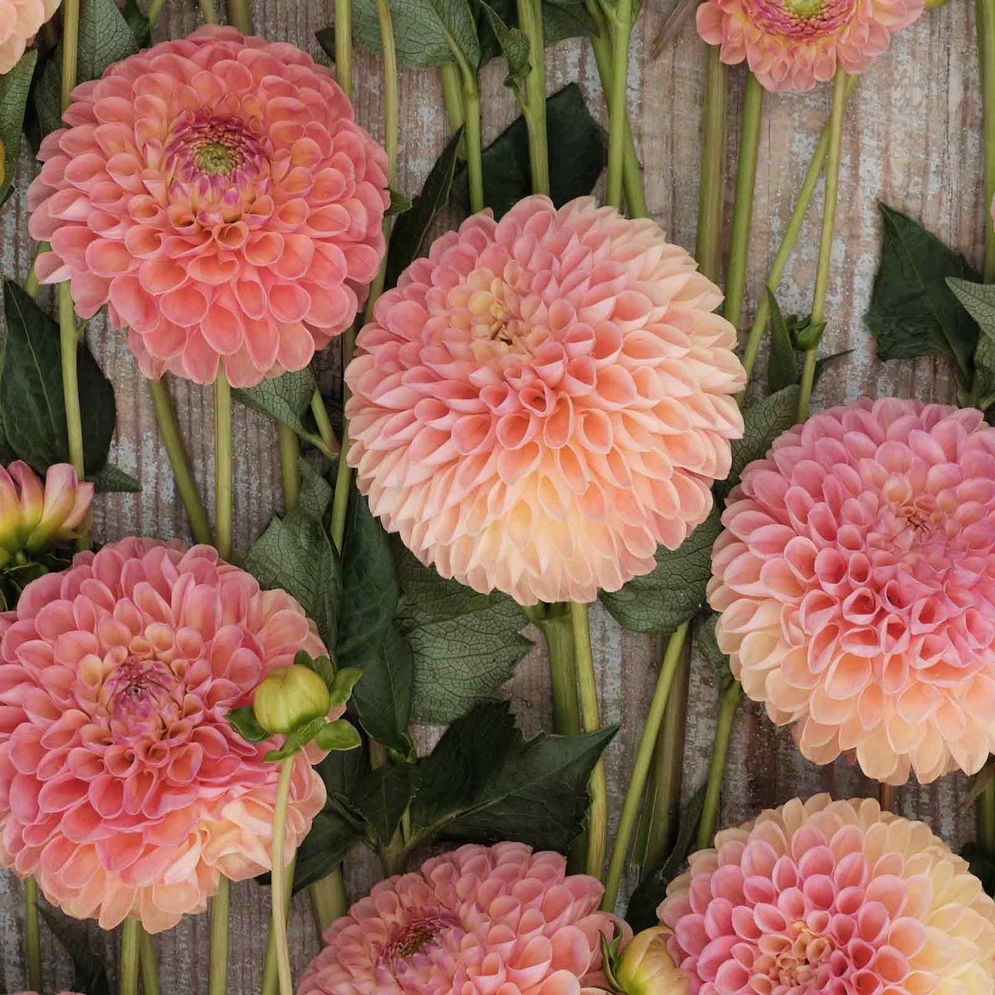 Jowey Nicky - Dahlia Bulbs (Ball)