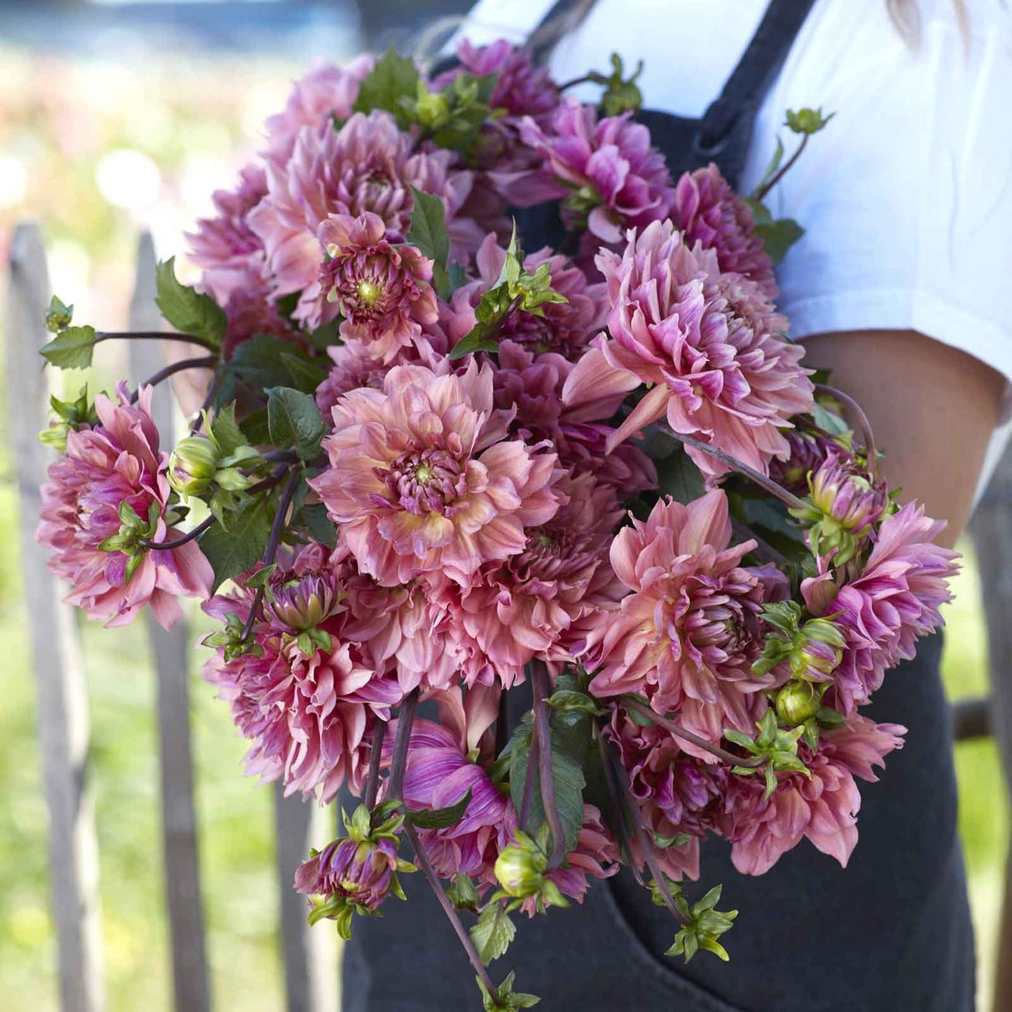La Belle Epoque - Dahlia Bulbs (Decorative)