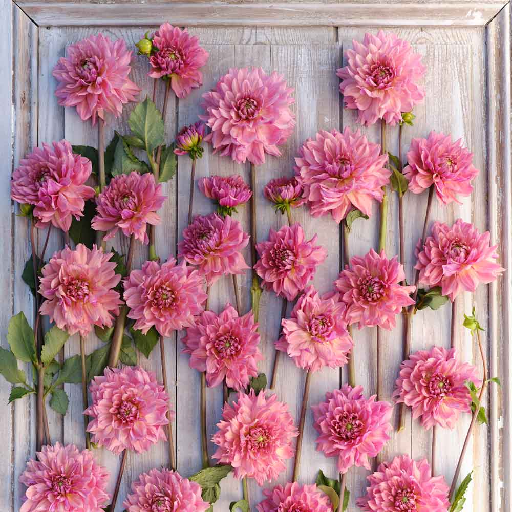 La Belle Epoque - Dahlia Bulbs (Decorative)
