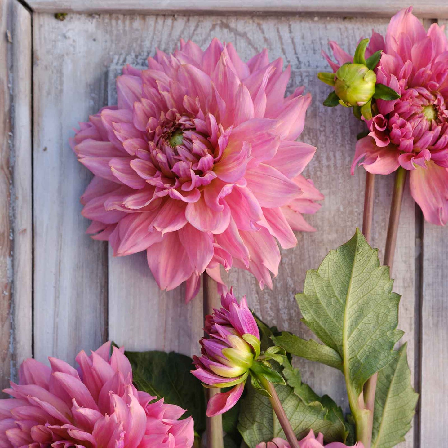 La Belle Epoque - Dahlia Bulbs (Decorative)