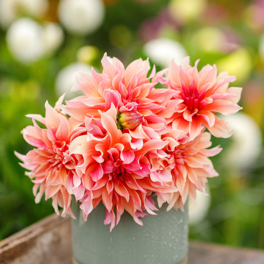 Labyrinth - Dahlia Bulbs (Dinnerplate)