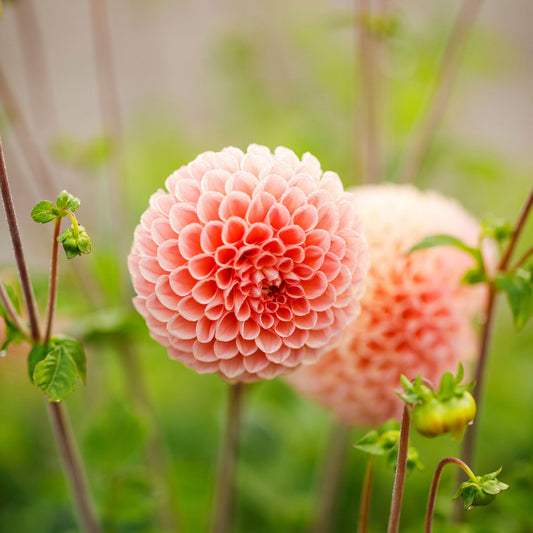 Linda's Baby - Dahlia Bulbs (Ball)