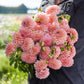 Linda's Baby - Dahlia Bulbs (Ball)
