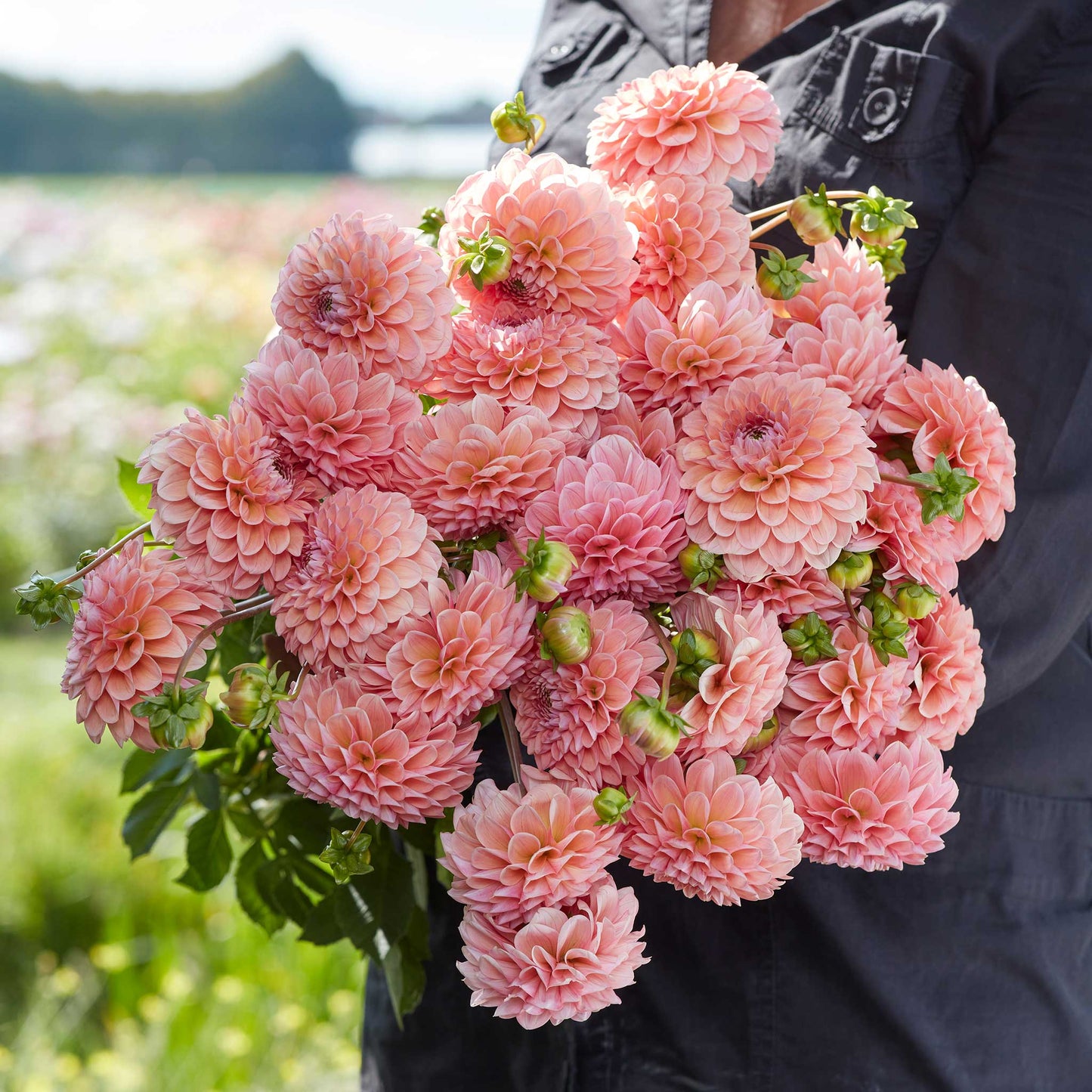 Linda's Baby - Dahlia Bulbs (Ball)