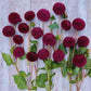 Moor Place - Dahlia Bulbs (Pompon)