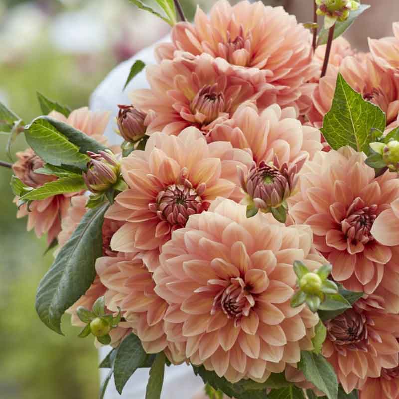 Nicholas - Dahlia Bulbs (Waterlily)