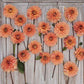 Nicholas - Dahlia Bulbs (Waterlily)