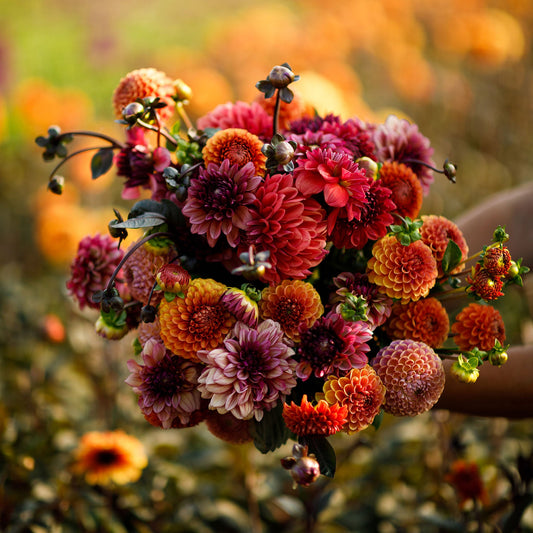 Old Rose Mix - Dahlia Bulbs (Ball & Decorative)