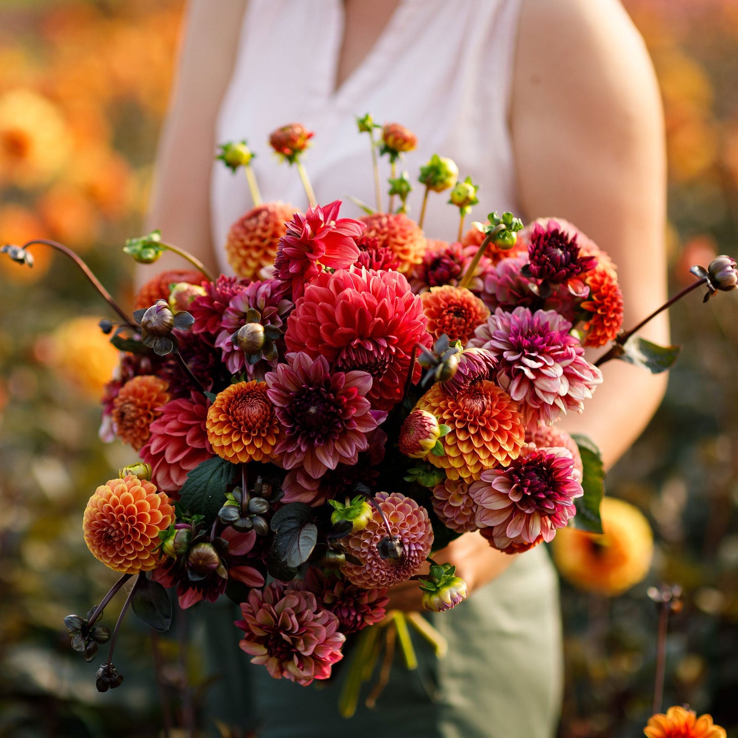 Old Rose Mix - Dahlia Bulbs (Ball & Decorative)