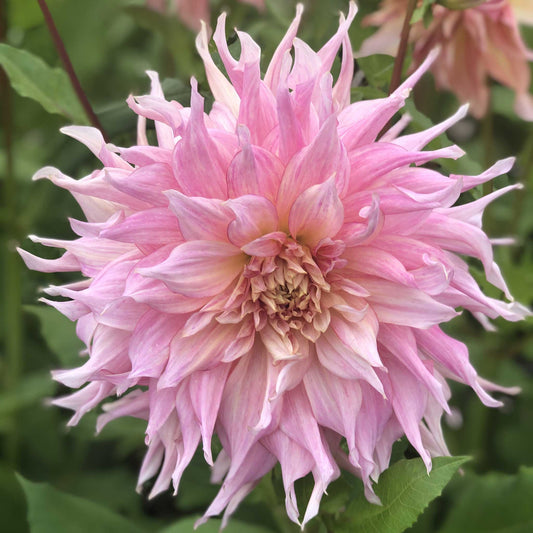 Penhill Watermelon - Dahlia Bulbs (Dinnerplate)