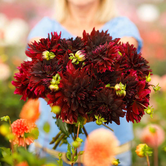 Rip City - Dahlia Bulbs (Decorative)