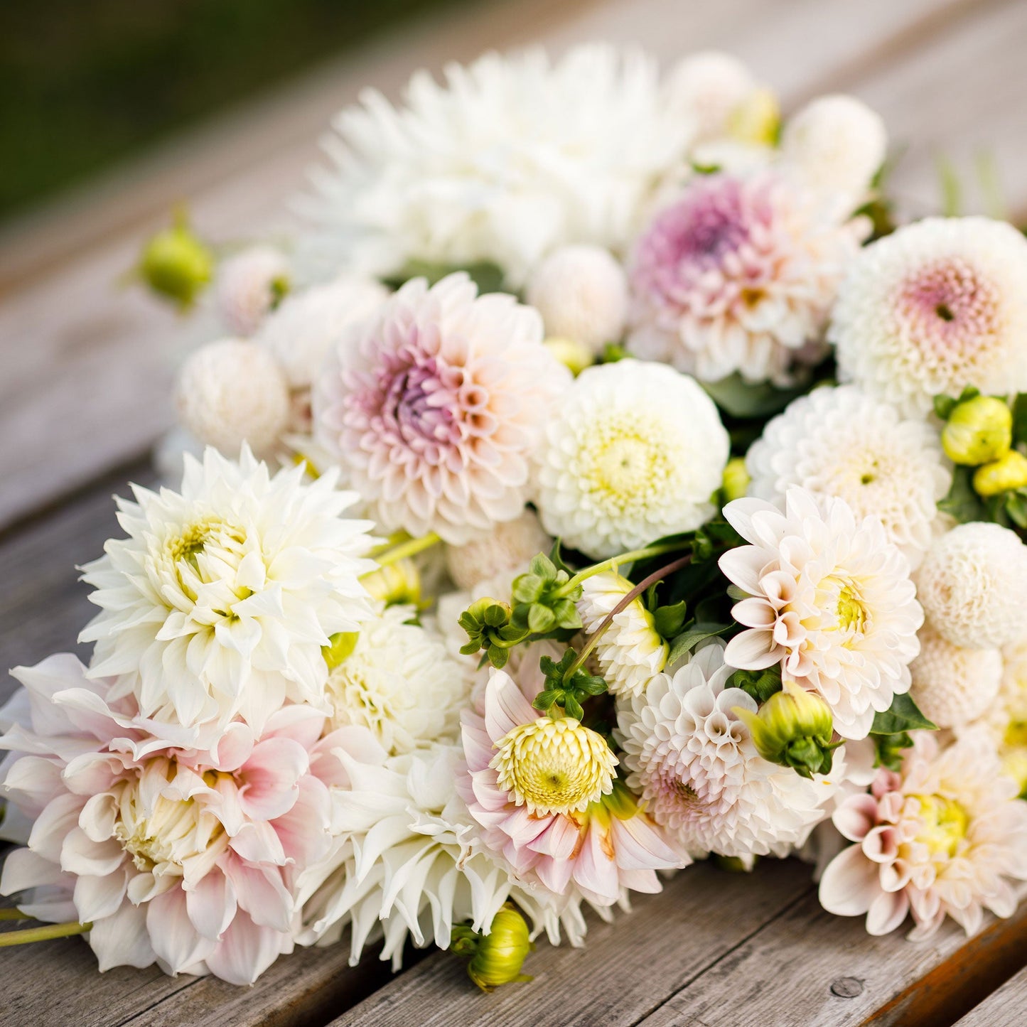 Romantic Mix - Dahlia Bulbs