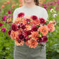 dahlia rustic raven duo