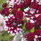 dahlia showstopper duo
