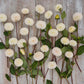 Small World - Dahlia Bulbs (Mini Pompon)