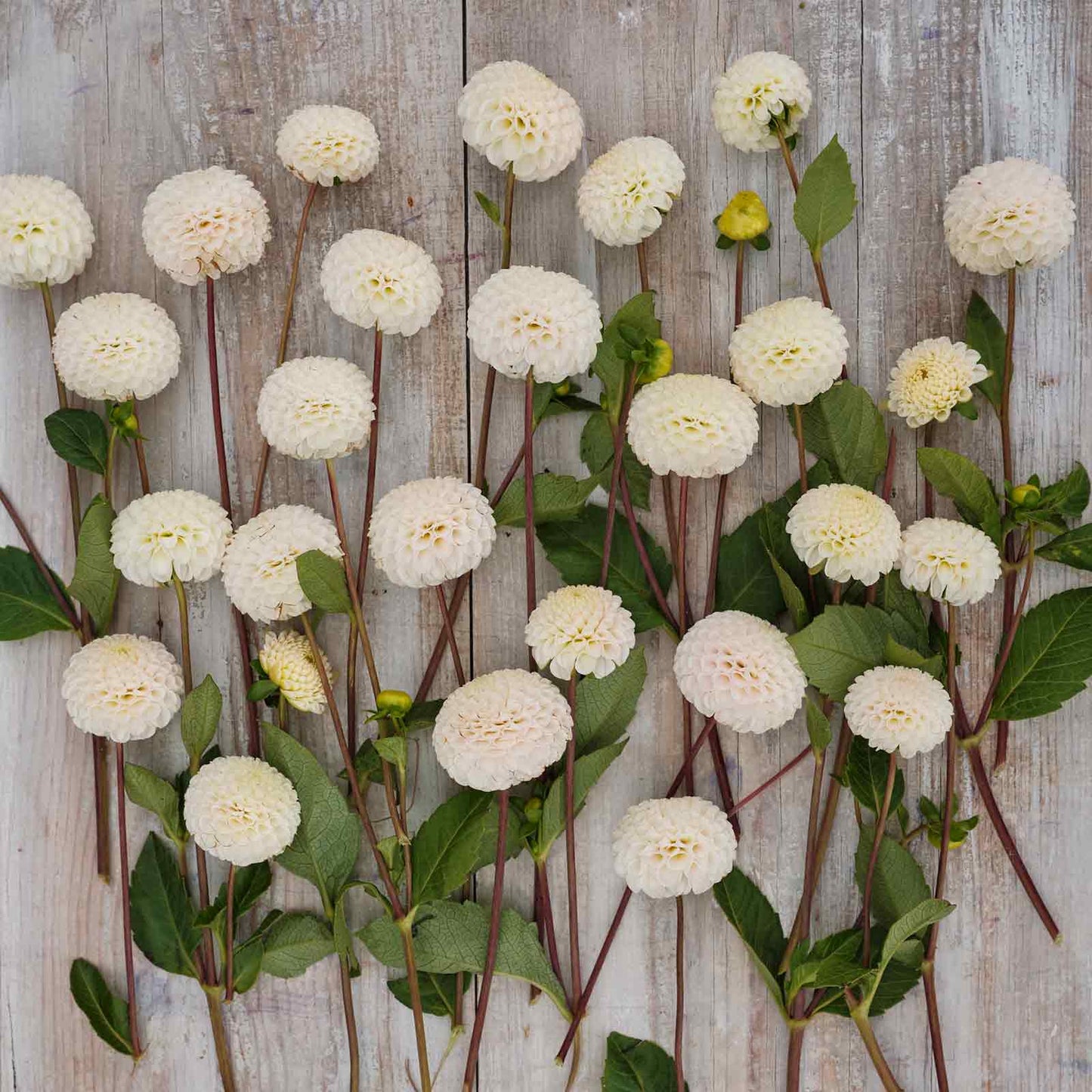 Small World - Dahlia Bulbs (Mini Pompon)