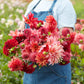 Strawberry Fields Mix - Dahlia Bulbs