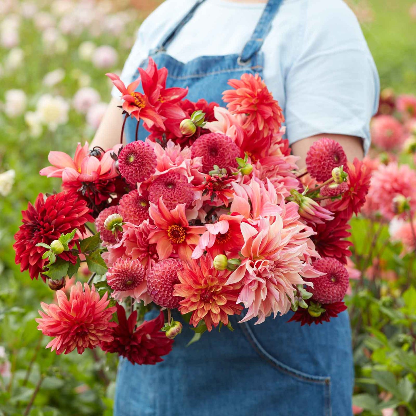 Strawberry Fields Mix - Dahlia Bulbs