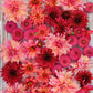 Strawberry Fields Mix - Dahlia Bulbs