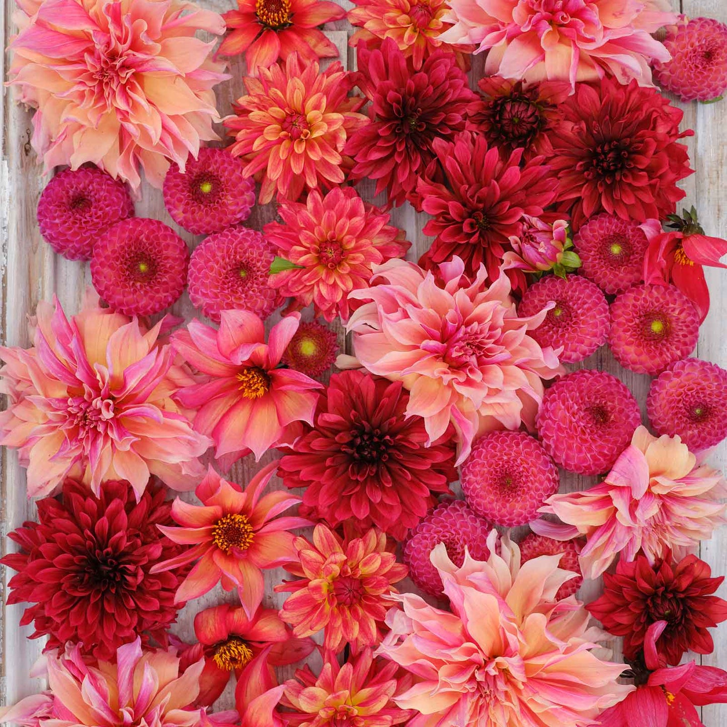 Strawberry Fields Mix - Dahlia Bulbs