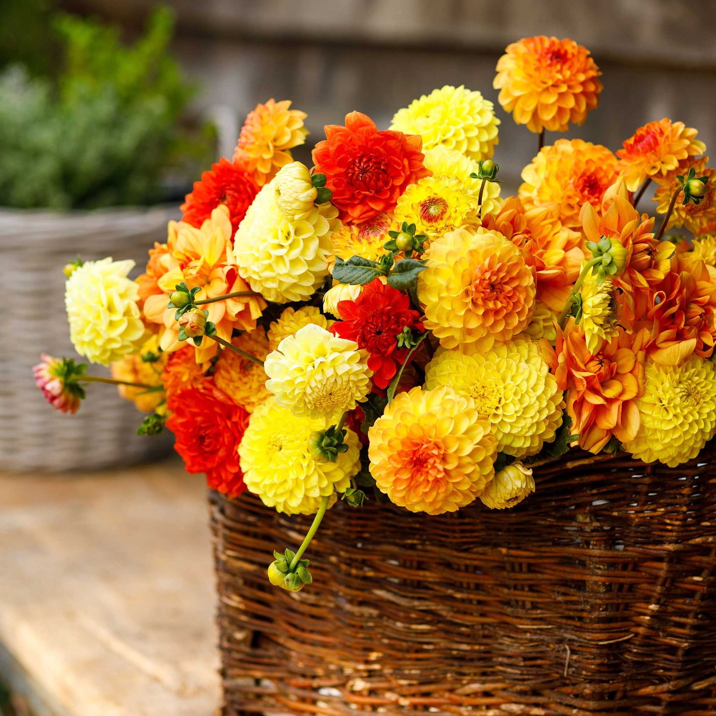 Sunny Mix - Dahlia Bulbs (Ball & Decorative)