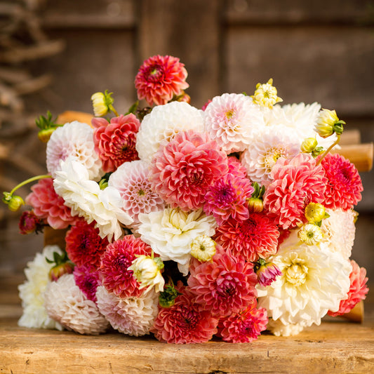 Sweet Mix - Dahlia Bulbs