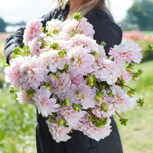Sweet Nathalie - Dahlia Bulbs (Decorative)