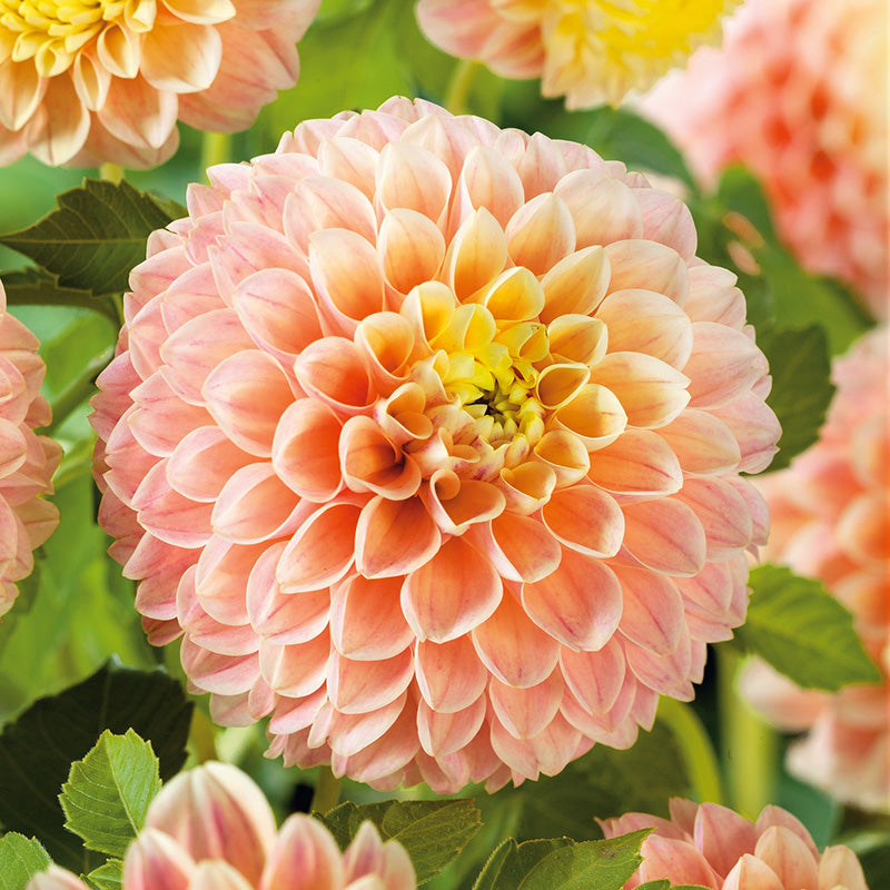 Sweet Suzanne - Dahlia Bulbs (Ball)