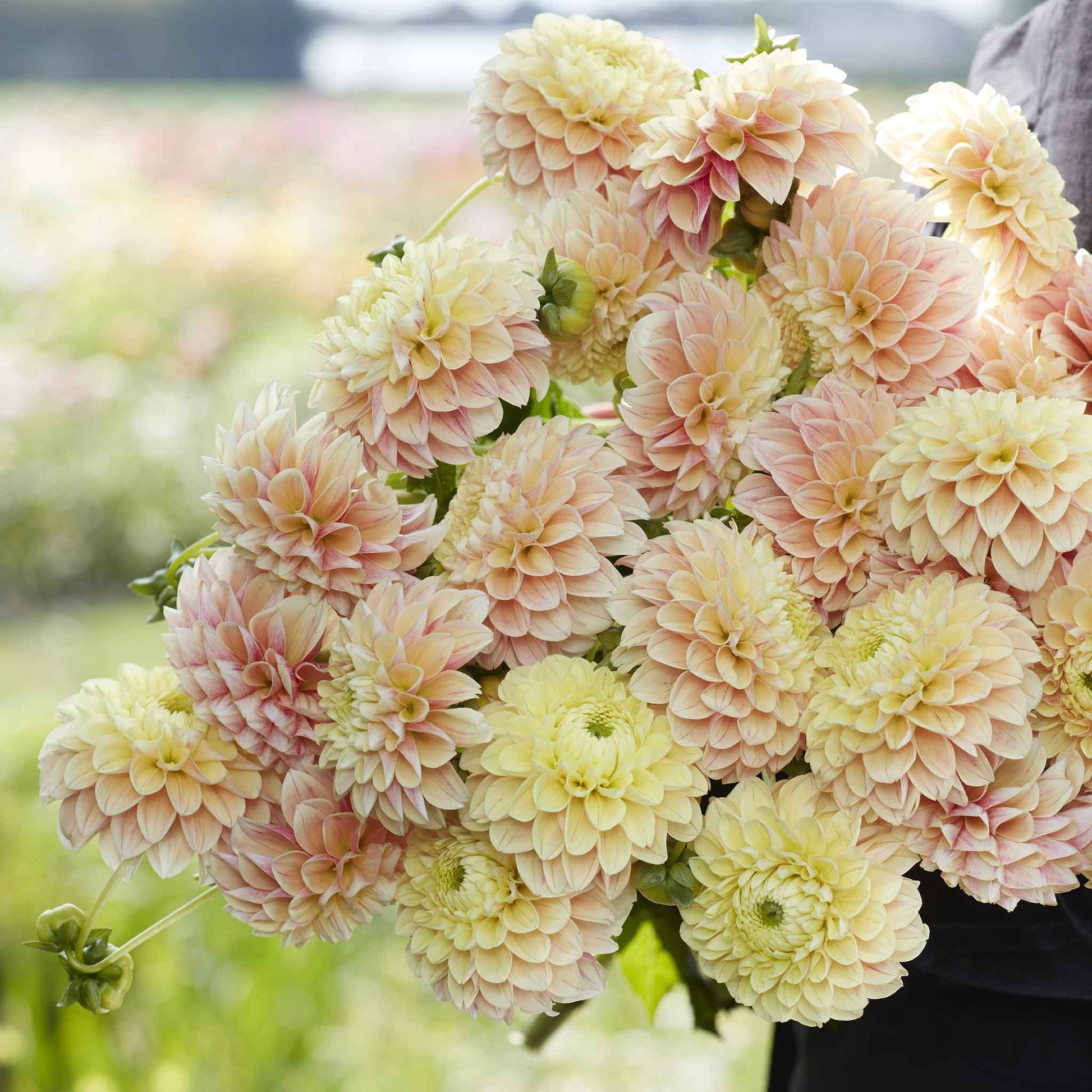 seeds & bulbs dahlia Dahlia Bulbs - Sweet Suzanne | Dahlia Tubers