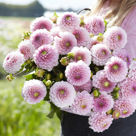 Wizard of Oz - Dahlia Tubers