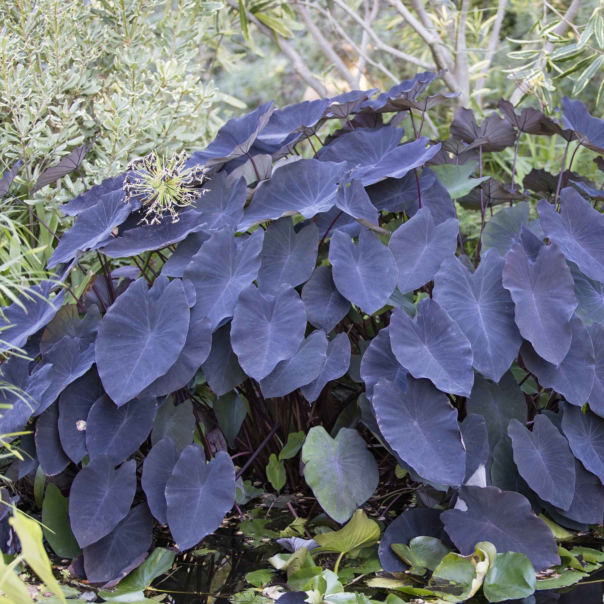 purple elephant ears plants Black Magic