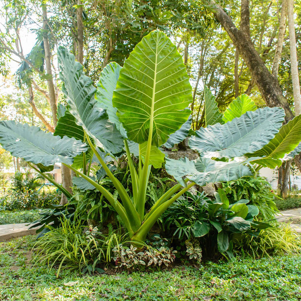 alocasia upright elephant ear plant Upright