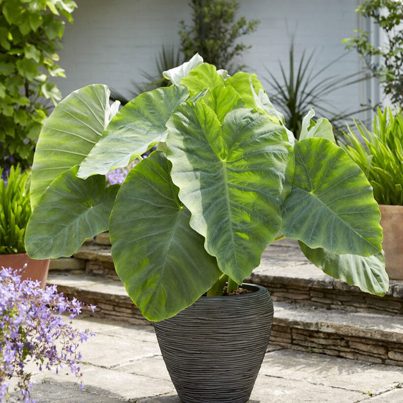 Elephant Ear Bulbs