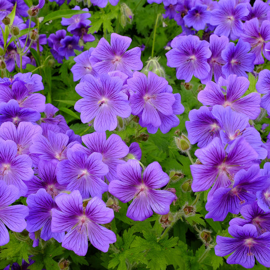 Purple Cranesbill - Geranium Roots