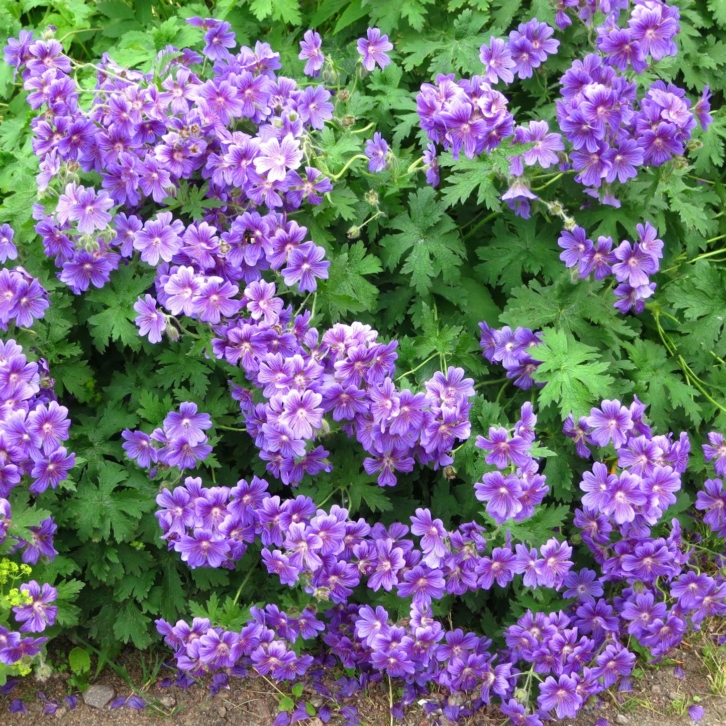 Purple Cranesbill - Geranium Roots