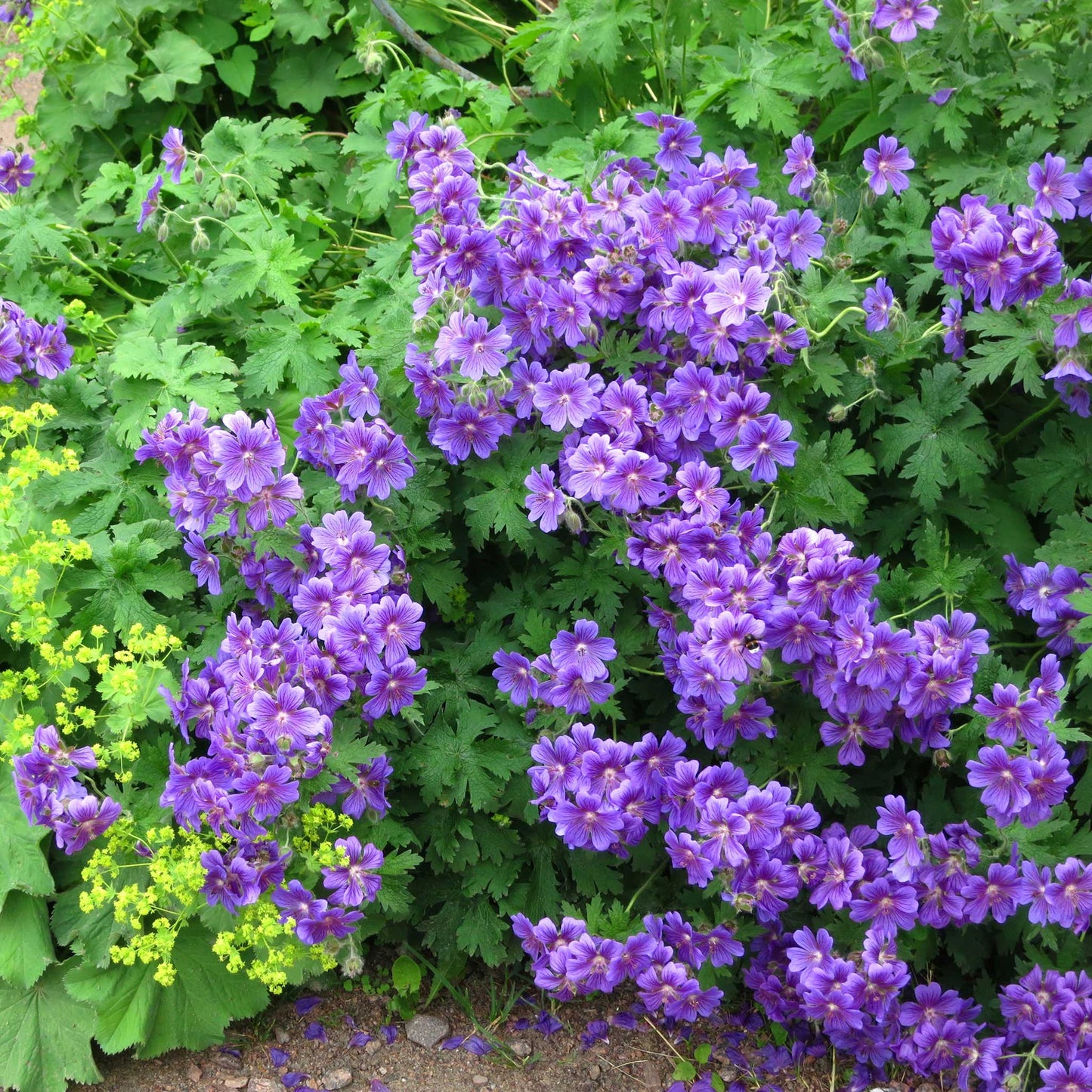 Purple Cranesbill - Geranium Roots