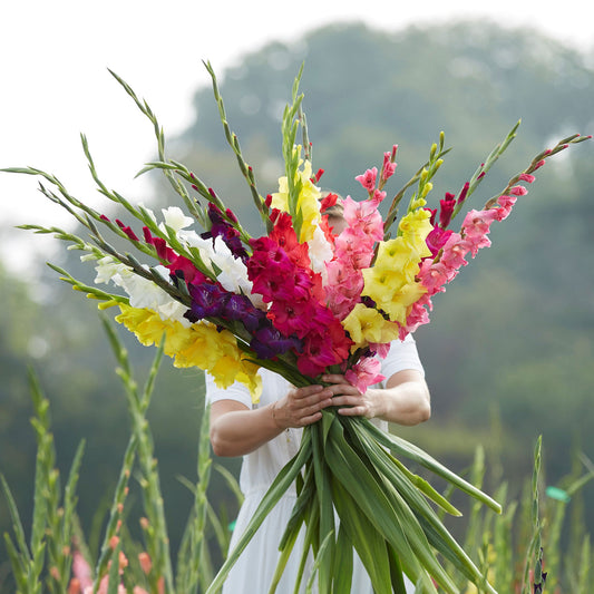 Mixed Colors - Gladiolus Bulbs