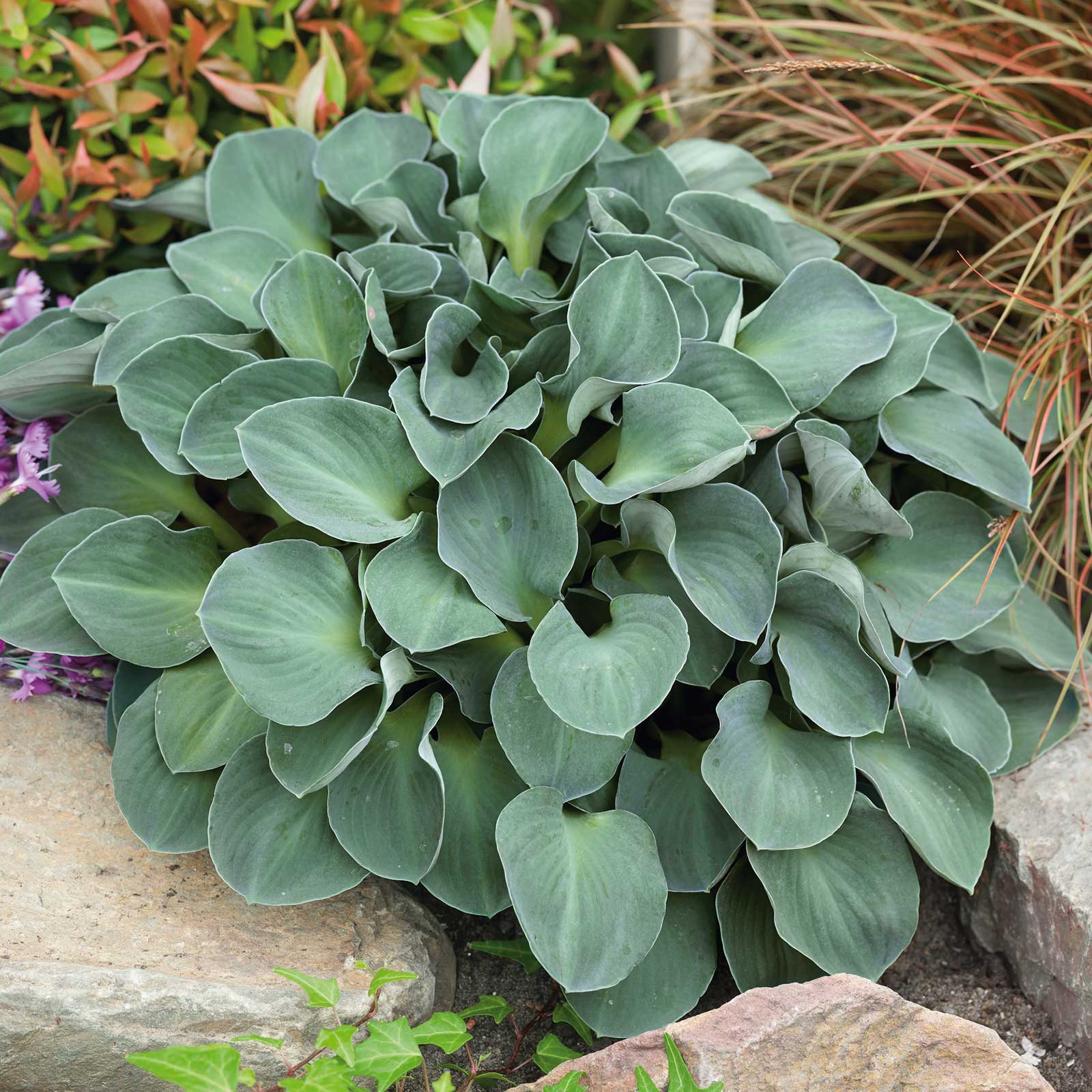 plant spacing for elephant ear hosta Hosta Roots