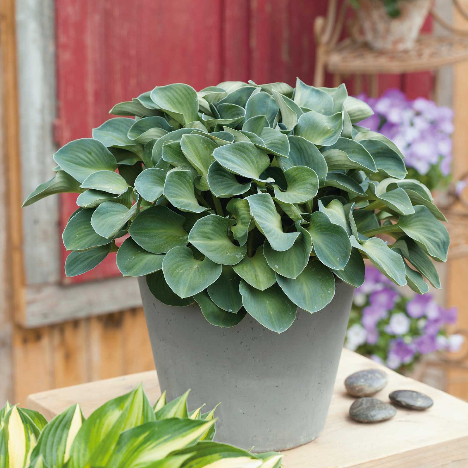 hostas elephant ear plants Hosta Bulbs - Blue Mouse Ears | Flower Bulbs