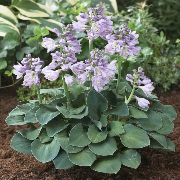 elephant ear plant hosta Hosta Roots