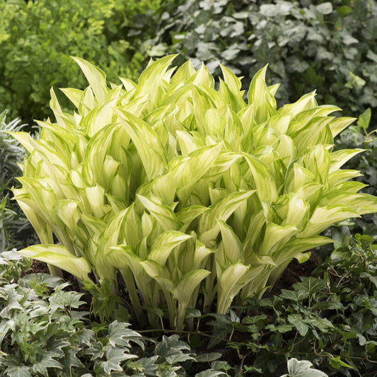 Kiwi Spearmint - Hosta Roots